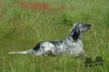 Setter Anglais BRILLA DELLA VECCHIA IRLANDA Setter Anglais BRILLA DELLA VECCHIA IRLANDA
